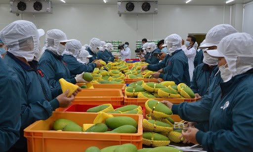 越南在有机农产品领域进军欧洲市场 hinh anh 1