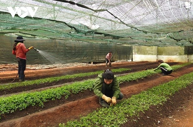 昆嵩省各个乡村积极应用科技于农业生产 hinh anh 1