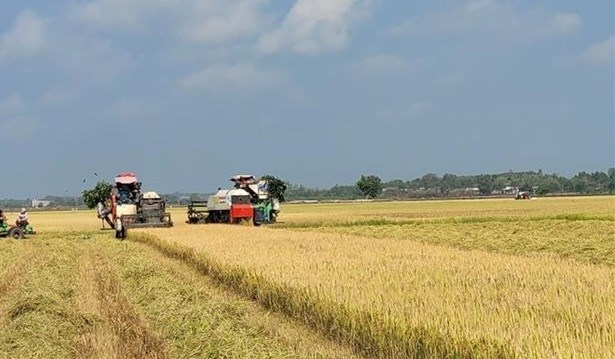 巴地头顿省大力将高科技应用于农场经济发展 hinh anh 1