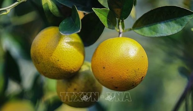 越南特产高丰橙子正式在英国市场销售 hinh anh 1