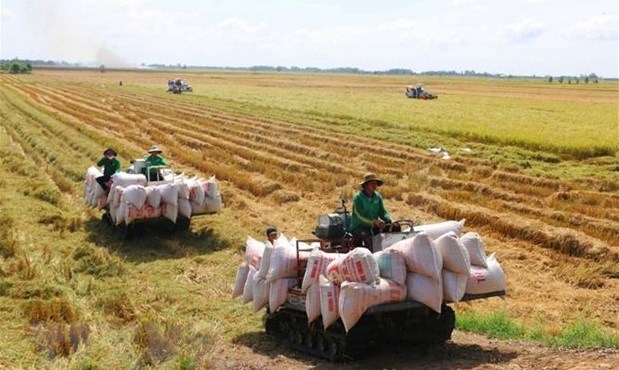 越南农业与农村发展部副部长陈青南：建设可持续发展的稻米价值链与促进绿色增长齐头并进 hinh anh 2
