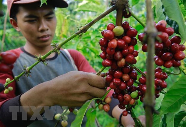 印度尼西亚正式签署国际咖啡协定 hinh anh 1