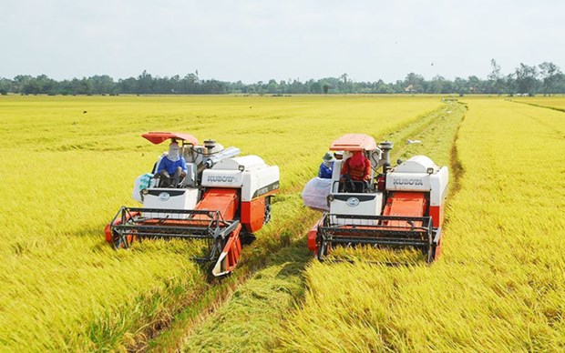 九龙江三角洲水稻研究所将复壮季节特产水稻品种 hinh anh 1