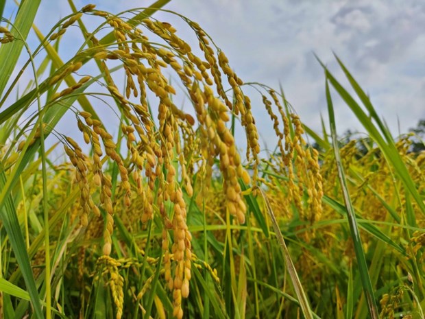 九龙江三角洲水稻研究所将复壮季节特产水稻品种 hinh anh 2
