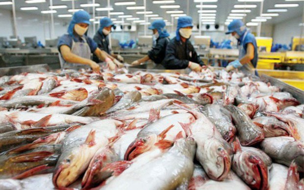 越南查鱼企业预计将在2023年第三季度恢复增长 hinh anh 2
