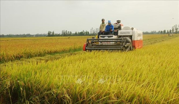 挪威为越南培育可适应气候变化的优质杂交水稻新品种提供资金支持 hinh anh 1