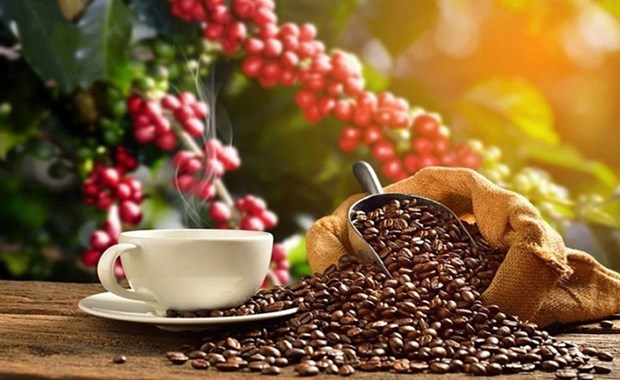 越南是西班牙的主要咖啡供应国 hinh anh 1