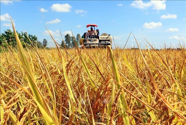 百万公顷优质稻米专产与绿色增长相得益彰提案公开征求意见 hinh anh 1