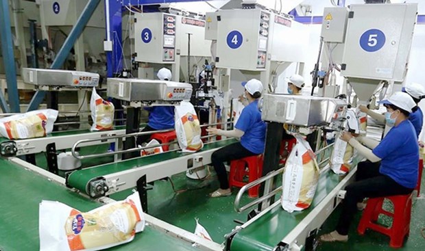 2023年越南稻米企业经营活动将更顺利 hinh anh 1