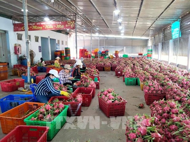 越南农产品如何进军日本市场 hinh anh 1