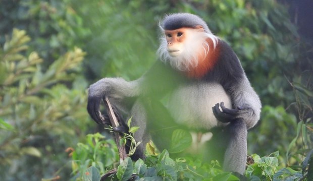 越南： 需要保护富安省的珍稀灰腿白臀叶猴 hinh anh 1