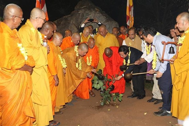 将世界上最古老的菩提树树苗从斯里兰卡迁到宁平省拜顶寺种植 hinh anh 2