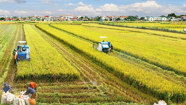 稻米产业公私伙伴关系工作组正式成立 hinh anh 2
