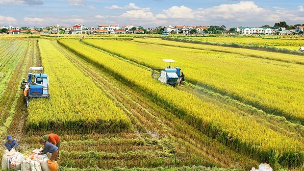 越南农业与农村发展部部长黎明欢：农业经济离不开合作社 hinh anh 2