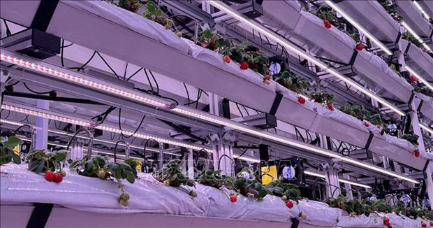 马来西亚和泰国应用新加坡技术种植高产草莓 hinh anh 1