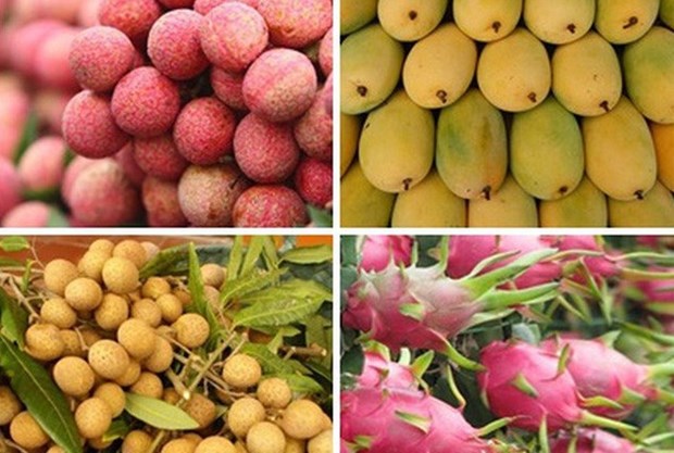 越南向澳大利亚出口四种新鲜水果 hinh anh 1