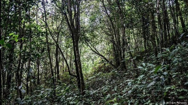 泰国借鉴瑞典森林扩张模式 hinh anh 1