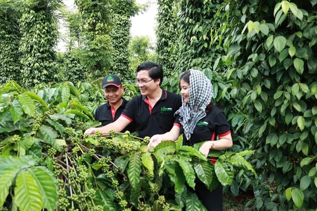 雀巢助力2.1万名越南农民向再生食品系统过渡 hinh anh 1