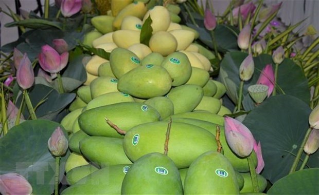 越南是韩国第三大芒果供应市场 hinh anh 1