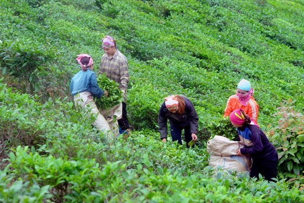 山罗省云湖县积极发展茶叶品牌和提高茶叶产品价值 hinh anh 1