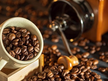 今年第一季度越南对美咖啡出口量同比增加44.5% hinh anh 1