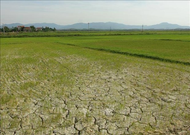 越南北部山区约1100公顷农作物面临干旱风险 hinh anh 1