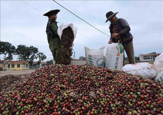 越南咖啡价格飙升 创15年来新高 hinh anh 2