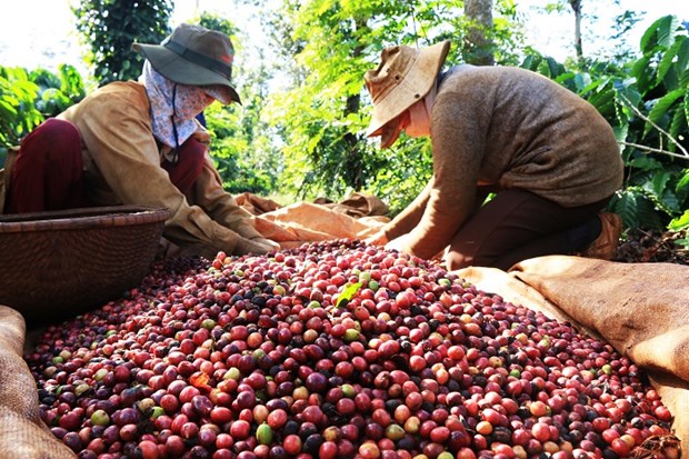 越南积极促进国内咖啡市场的发展 hinh anh 1