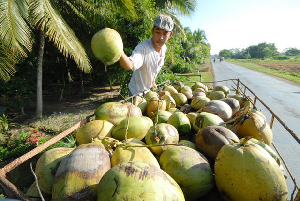 越南榴莲和椰子出口额均将突破10亿美元大关 hinh anh 2