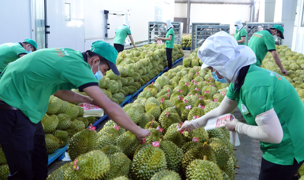 越南榴莲和椰子出口额均将突破10亿美元大关 hinh anh 1