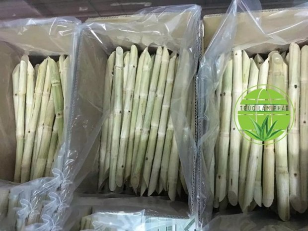 越南和平省向美国出口第二批新鲜甘蔗 hinh anh 1