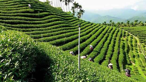印度尼西亚企业向越南出口首批乌龙茶 hinh anh 1