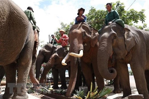8·12世界大象日：为家养大象举办“自助餐派对”活动 hinh anh 1