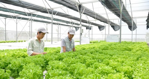 澳大利亚向越南农业创新项目提供援助 hinh anh 1