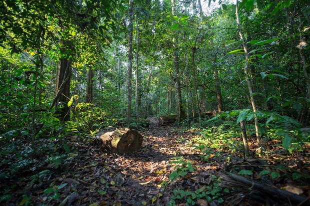 越南出售森林碳信用额获4100万美元的国际资金 hinh anh 2