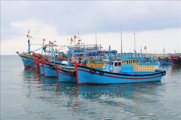 解除IUU黄牌警告：宁顺省着力推动渔业负责任且可持续发展 hinh anh 1