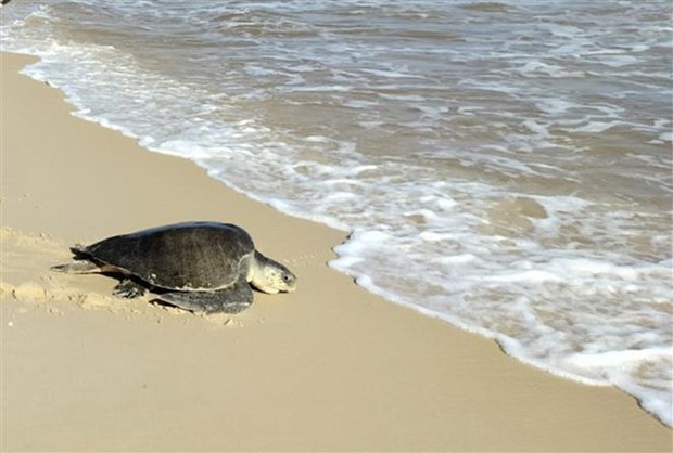 广治省昏果岛保护区管理委员会及时解救一只40公斤的珍稀海龟 hinh anh 1