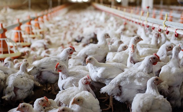 菲律宾禁止从比利时和法国进口家禽 hinh anh 1