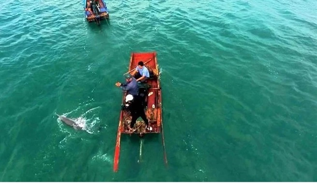 广宁省姑苏海域经常出现海豚 hinh anh 1