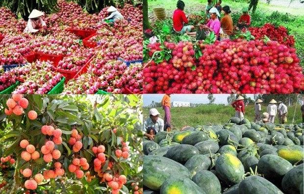 越南更多农产品有机会进入中国市场 hinh anh 1
