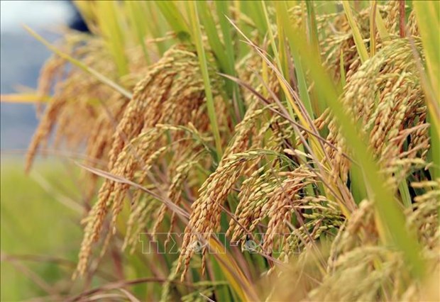 百万公顷优质低碳水稻发展方案：不可或缺公私合作 hinh anh 1