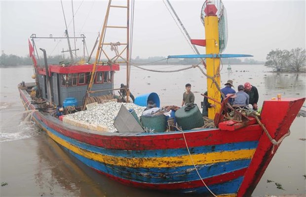 太平省渔民决心解除欧盟委员会的IUU“黄牌”警告 hinh anh 1
