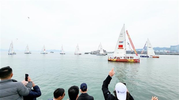 克利伯环球帆船赛11支船队离开下龙湾开始新赛程 hinh anh 1