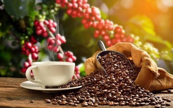 越南咖啡出口价格创下3000美元一吨的新纪录 hinh anh 1
