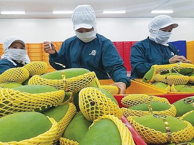 越南是美国第十三大芒果供应市场 hinh anh 1