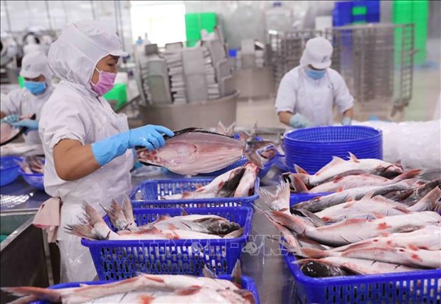 今年前两个月中国是越南查鱼最大出口国 hinh anh 1