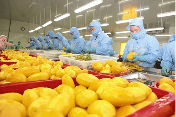 一季度越南蔬果出口总额约达12.5亿美元 hinh anh 1