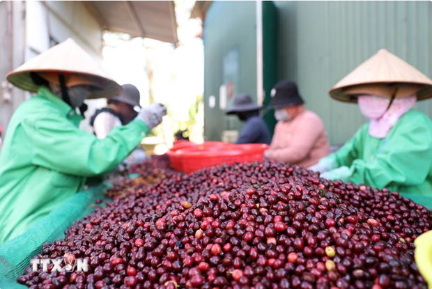 越南咖啡和胡椒价格2024年持续上涨 hinh anh 1