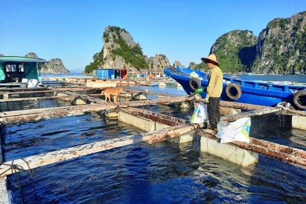 广宁省——可持续海水养殖的典范 hinh anh 2