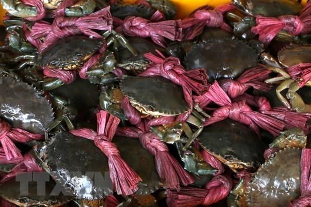 金瓯南根螃蟹和乌明鱼酱火锅被列入越南前100种特色美食名单 hinh anh 1